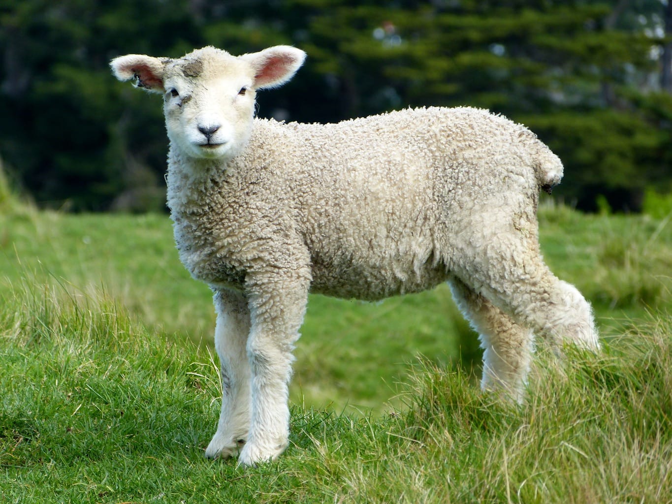 sheep-white-lambs-goats-59863
