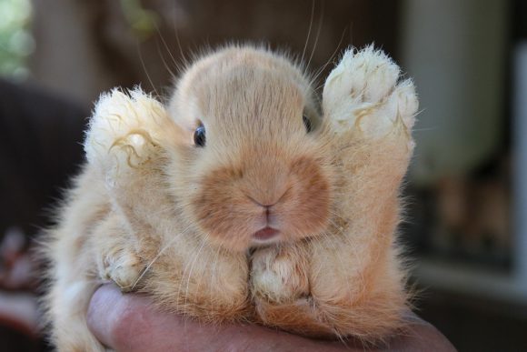 Cute Hair Animal Wildlife Wild Rabbit Baby