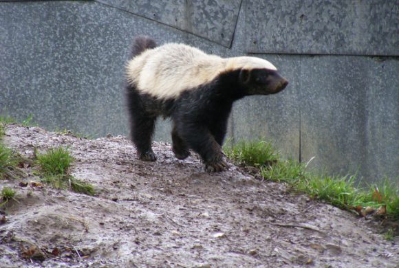 Rivals or Partners? The Partnership of Coyotes and Badgers