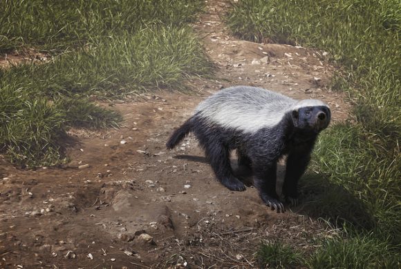 Honey Badger by Steve Slater