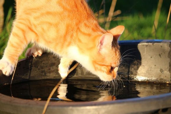 cat and water