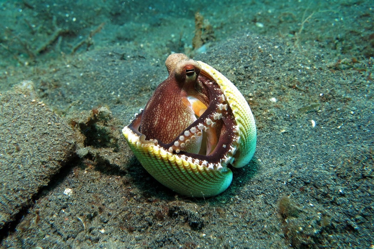 octopus hiding in a shell