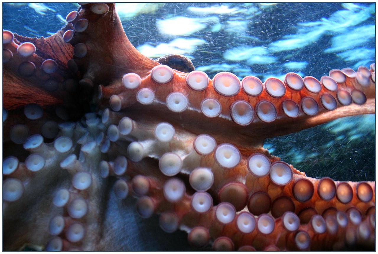 octopus' tentacles
