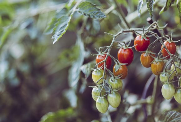 cherry tomatoes