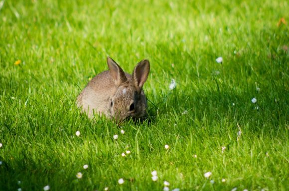 rabbit_grass