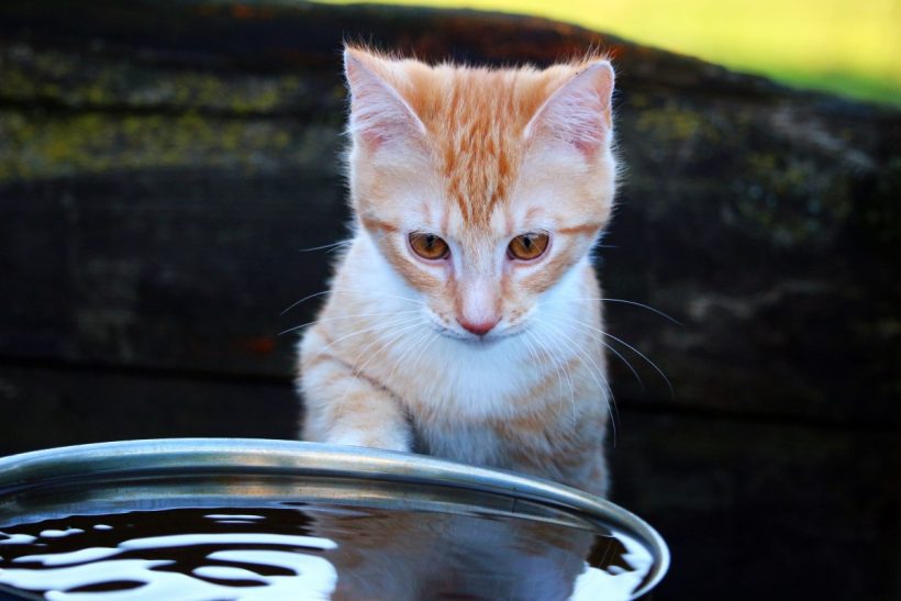 Ever Wondered Why Most Cats Are Afraid Of Water?