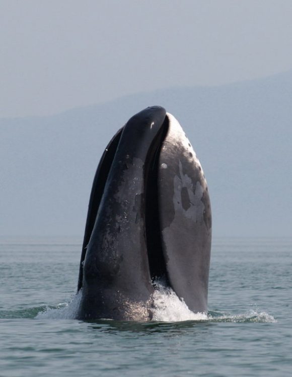 A_bowhead_whale_breaches_off (Wikimedia Commons)