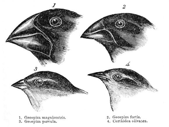 Darwin's_finches (Wikimedia Commons)