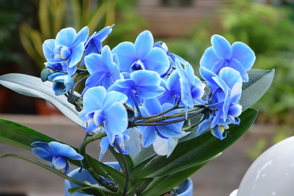 Flowers Orchid Nature Blue Orchid Orchids Blue - Earth Buddies