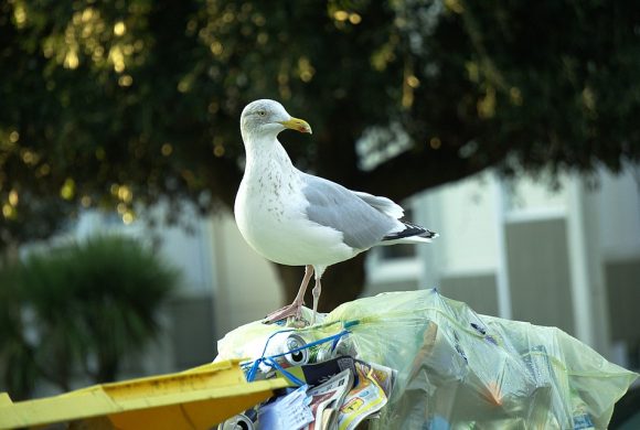 Trash City Gull Fauna Urban Animals Bird Plumage