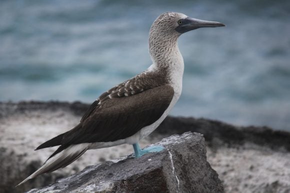 blue_footed_booby_galapagos_sula_nebouxii_blue_feet_bird
