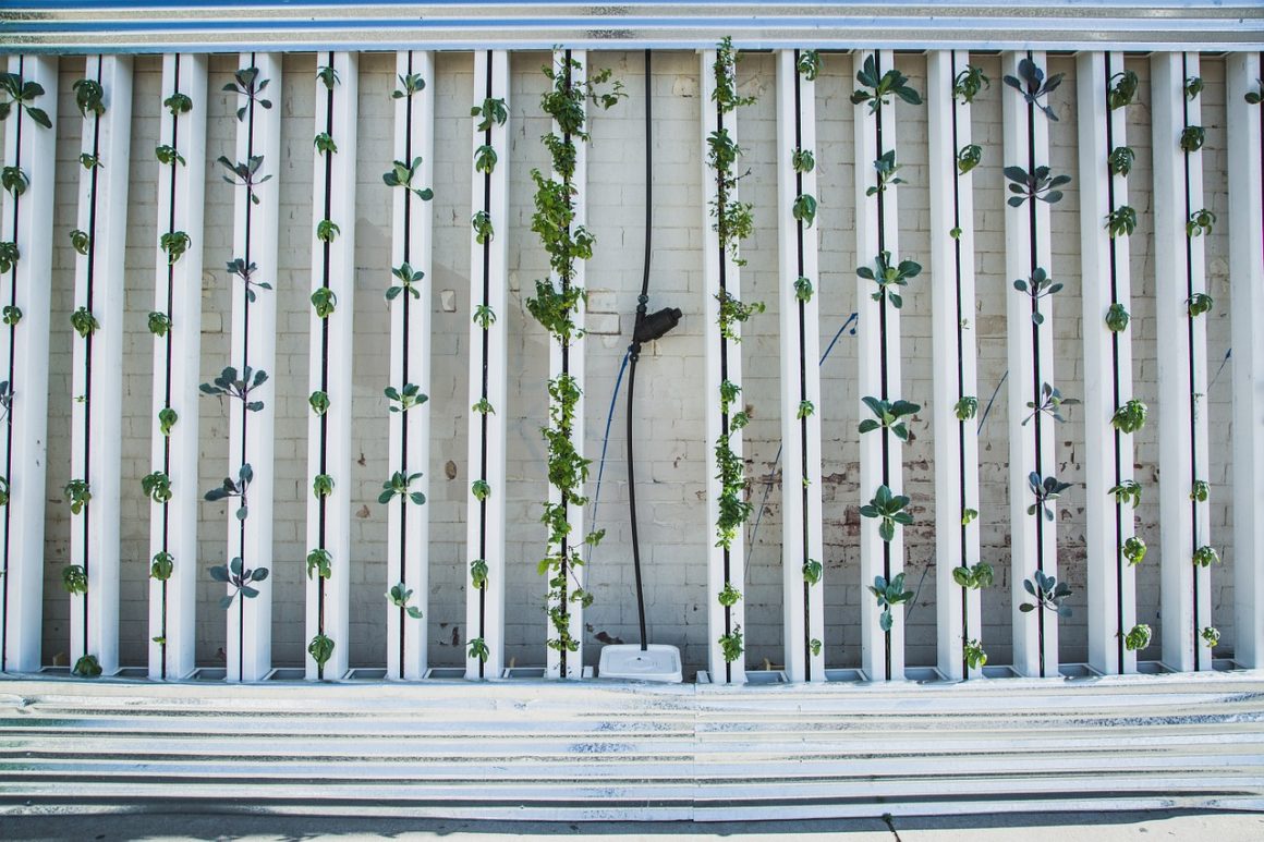 5 Reasons Why Vertical Farming Is The Future Of Humankind