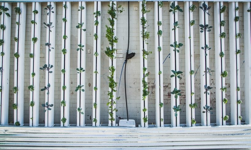 5 Reasons Why Vertical Farming is the Future of Humankind