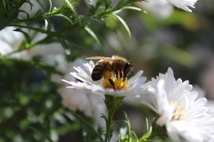 Honey Bees Are Declining and It’s Not Good for Our Planet