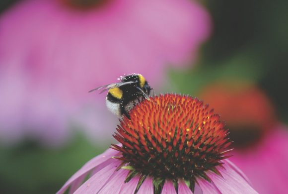 no natural pollination means more effort and hard work