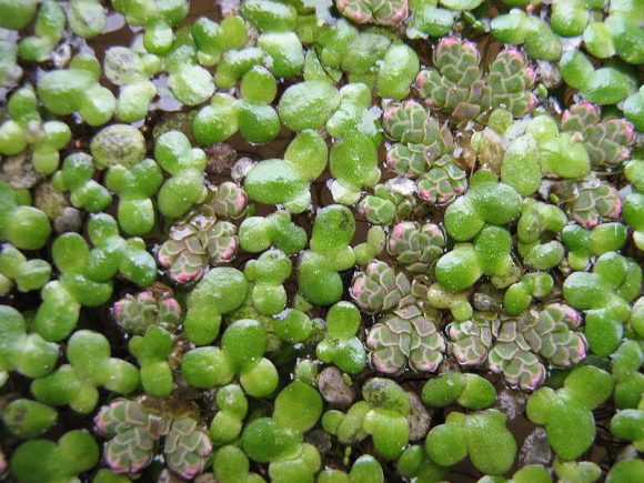 Azolla_filiculoides_and_L.minor (Wikimedia Commmons)