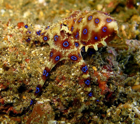 Blue Ringed Octopus by Stephen Childs