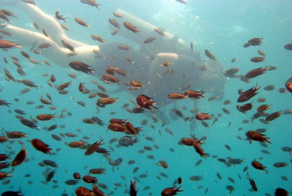 Diver Diving Scuba Small Ocean School Fish