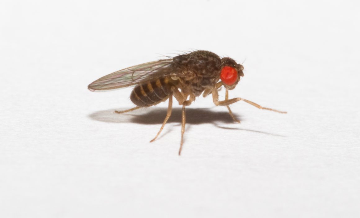 Fruit Flies And Their Relationship With Astronauts In Outer Space