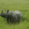 Poaching Of Rhinos Is Declining! Should We Stop Worrying?
