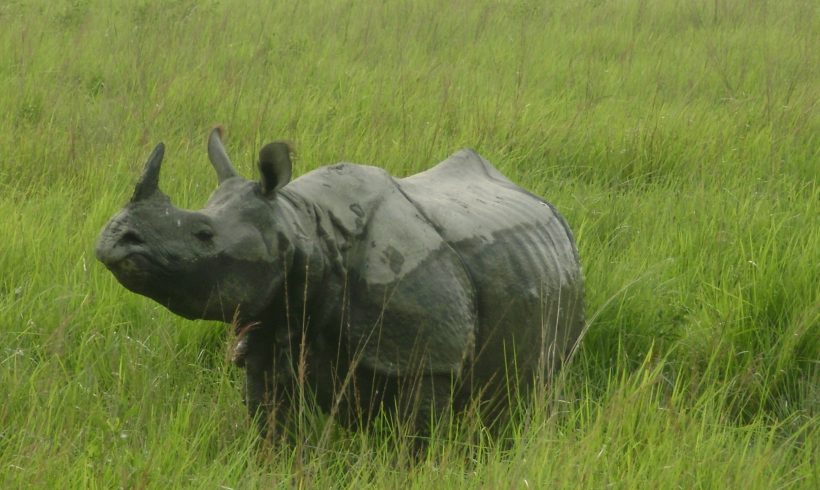 Poaching Of Rhinos Is Declining! Should We Stop Worrying?