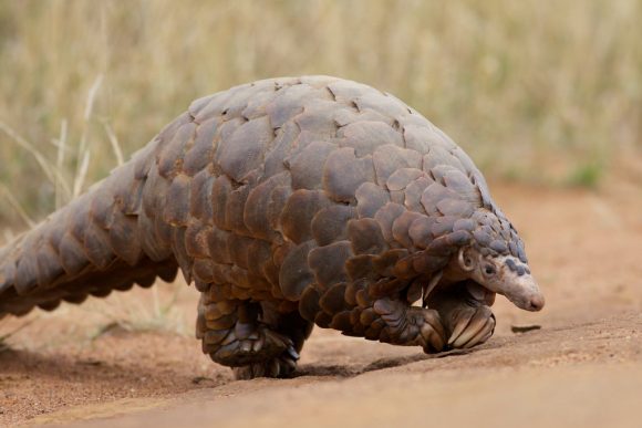 Pangolin by String Bass Dave