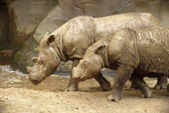 Sumatran_Rhino-Wikimedia-Commons.jpg