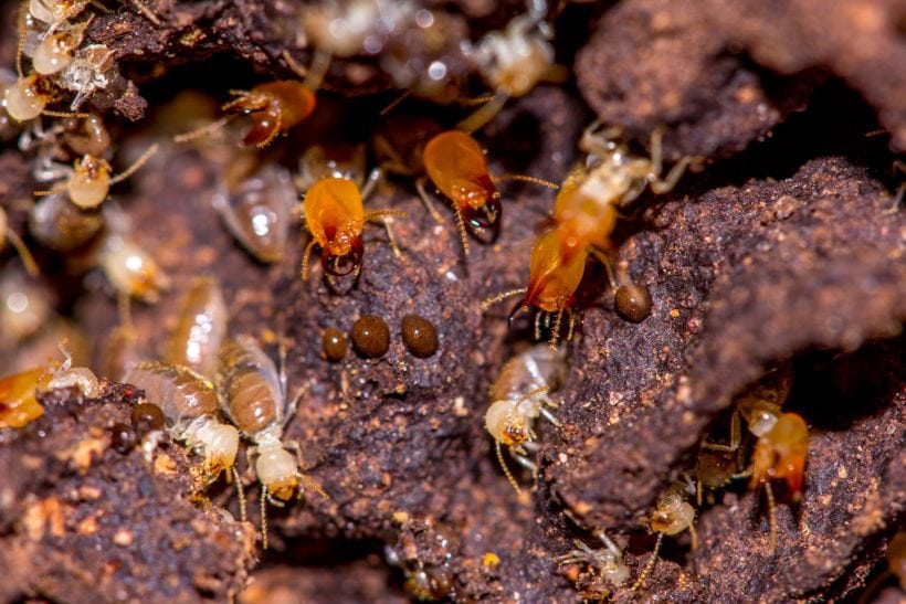 Termites, One Of The Greatest Architects And Builders In Nature