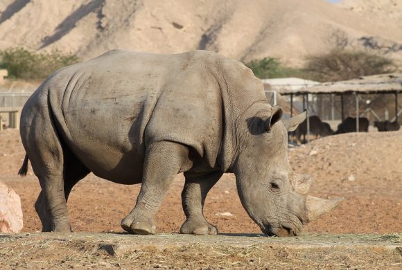 Pioneering Rhino Conservation on an Unprecedented Scale Is… Hard