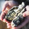 Cape Cod Is Adding Millions Of Oysters To Maintain Water Quality