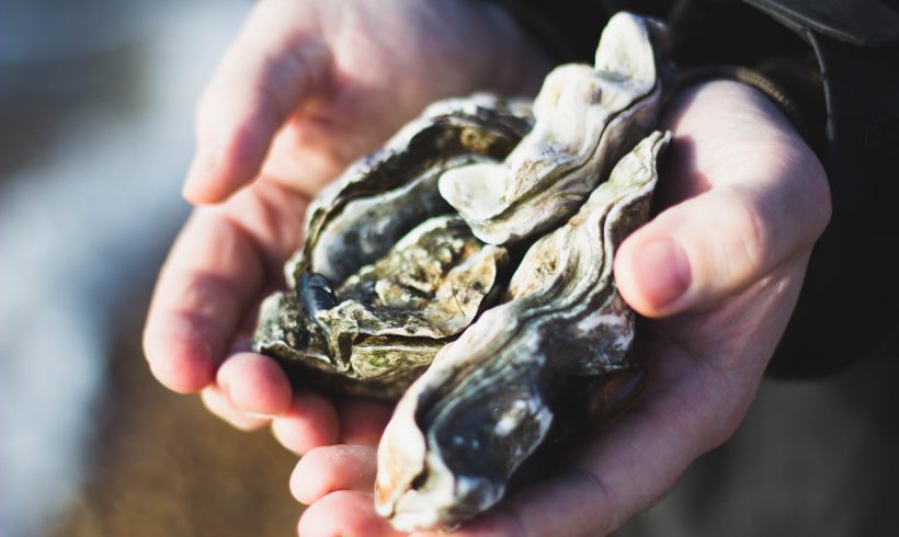 Cape Cod Is Adding Millions Of Oysters To Maintain Water Quality