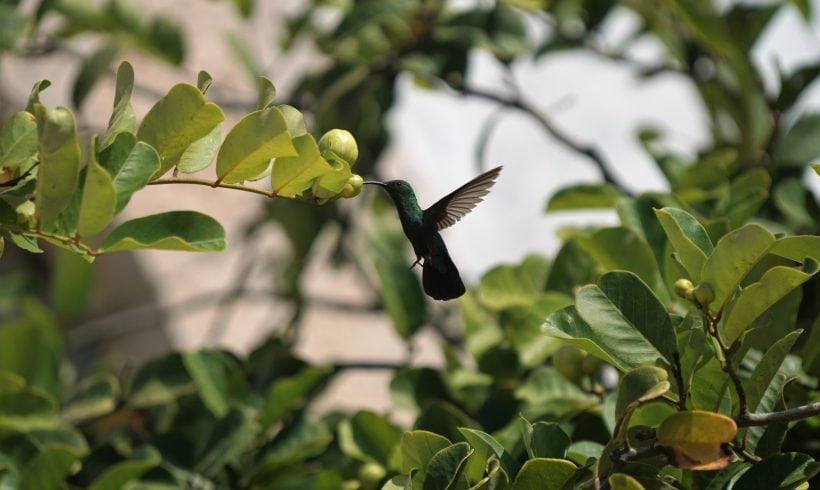 The Fairy-Like Creature In Your Garden: The Hummingbird
