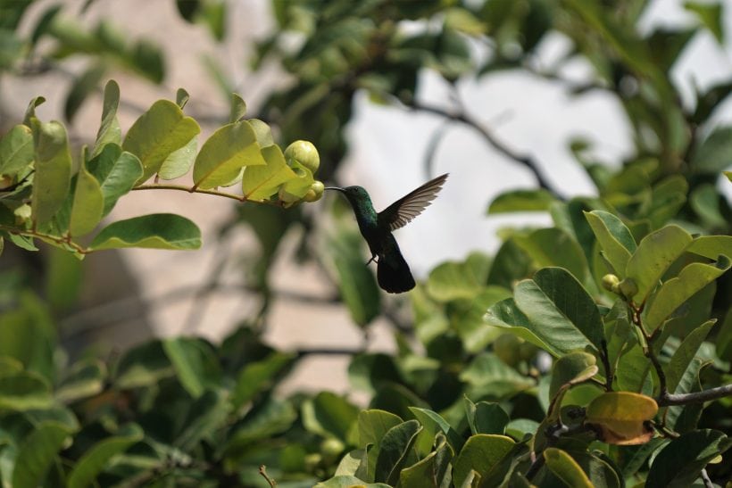 The Fairy-Like Creature In Your Garden: The Hummingbird