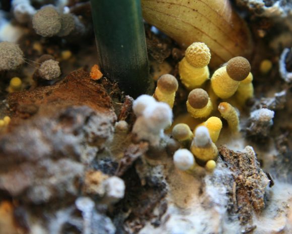 fungal decomposition by Vik Nanda