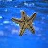 Why We Should Not Lift Starfish Out Of The Water: It’s Fatal!