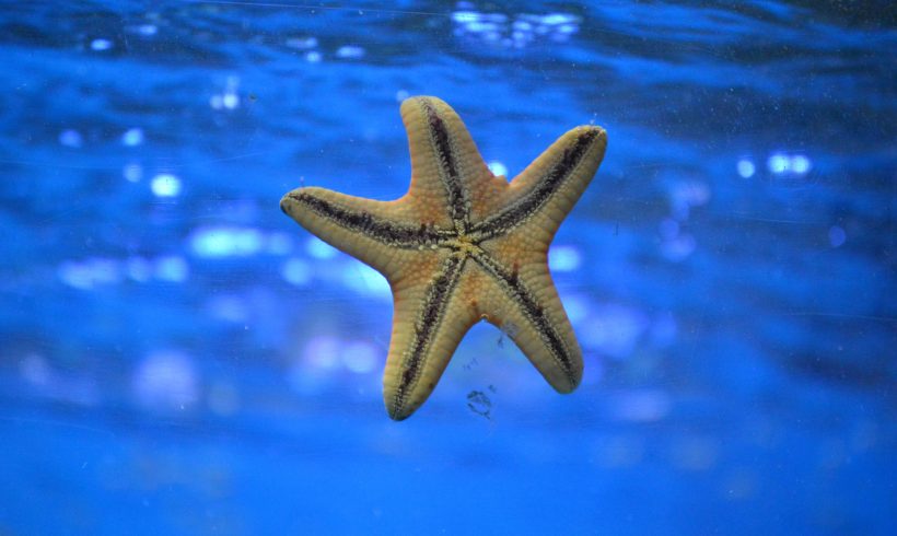 Why We Should Not Lift Starfish Out Of The Water: It’s Fatal!