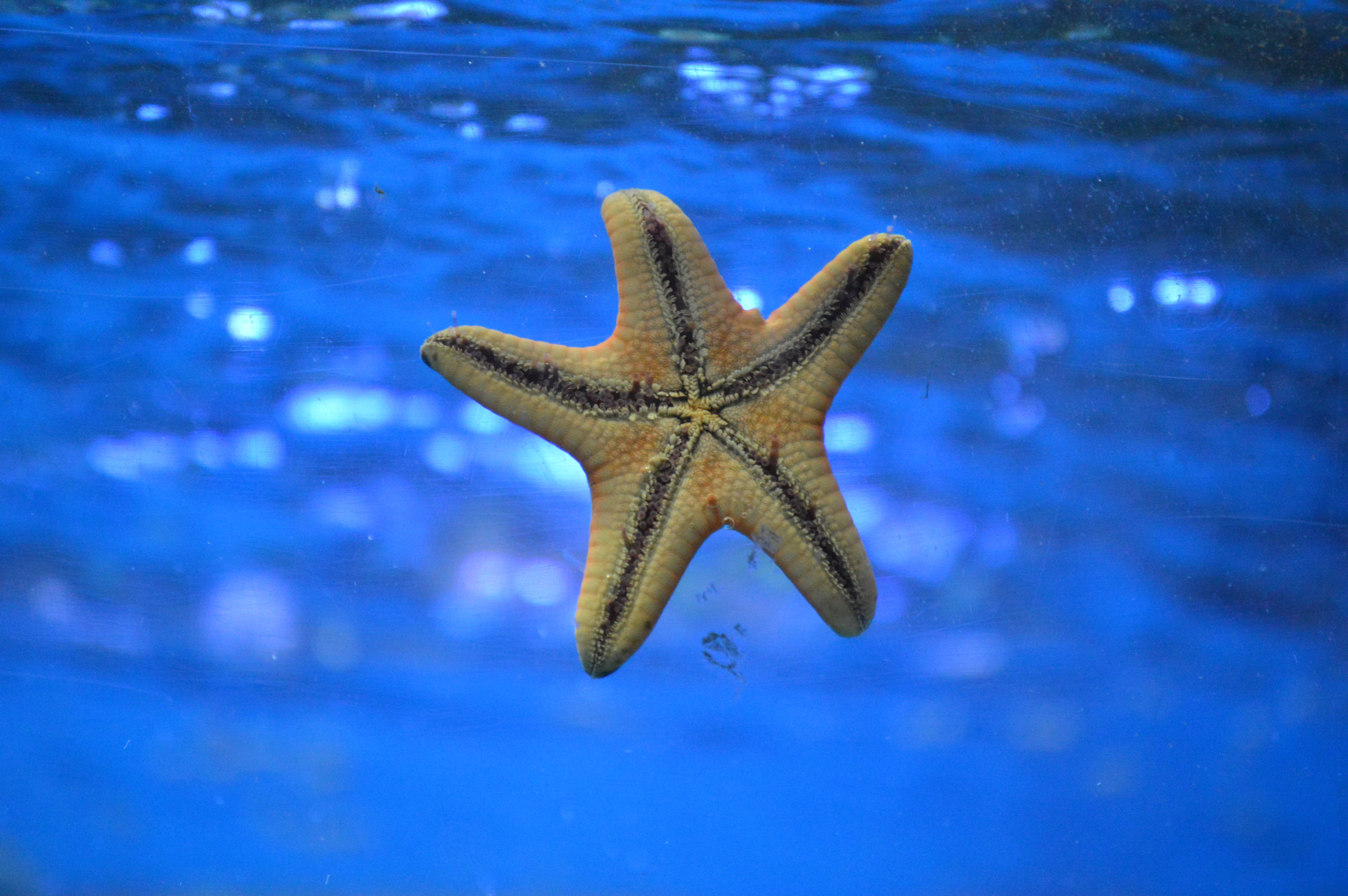 Why We Should Not Lift Starfish Out Of The Water: It's Fatal!