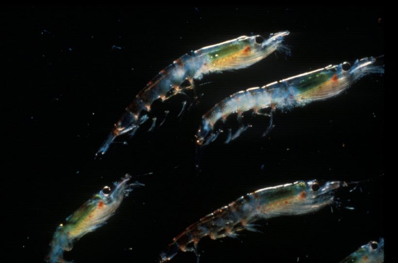 krill (NOAA) - Earth Buddies
