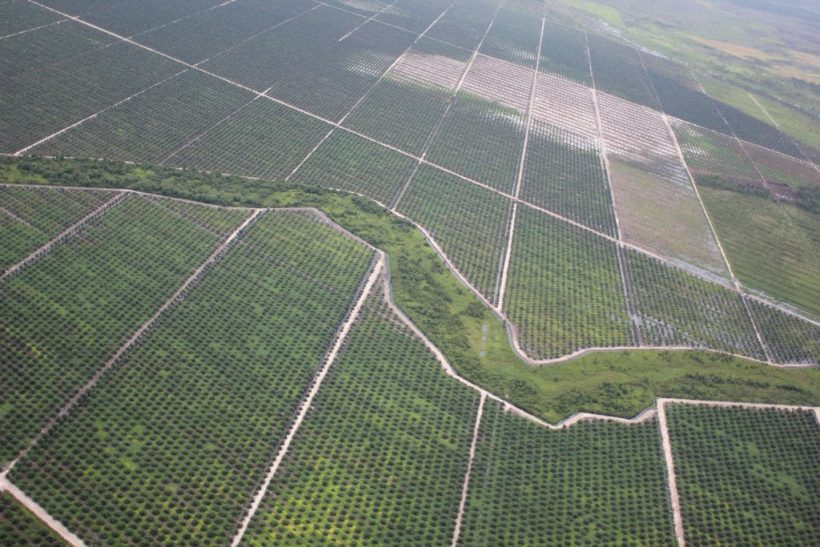 The Shades Around Indonesian Palm Oil Industry