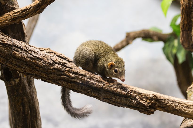 Some People Hate It, But Tree Shrews Love Spicy Foods A Lot