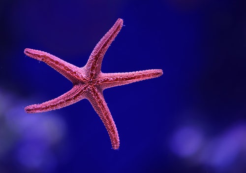 starfish 2
