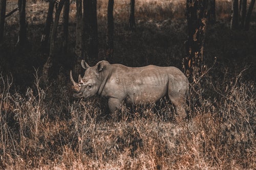 rhino 3