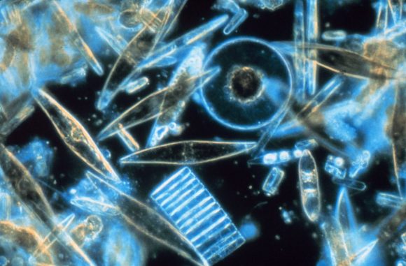 Diatoms_through_the_microscope (Wikimedia Commons)