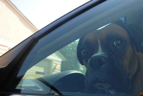 dog in car 3 (Fairchild)