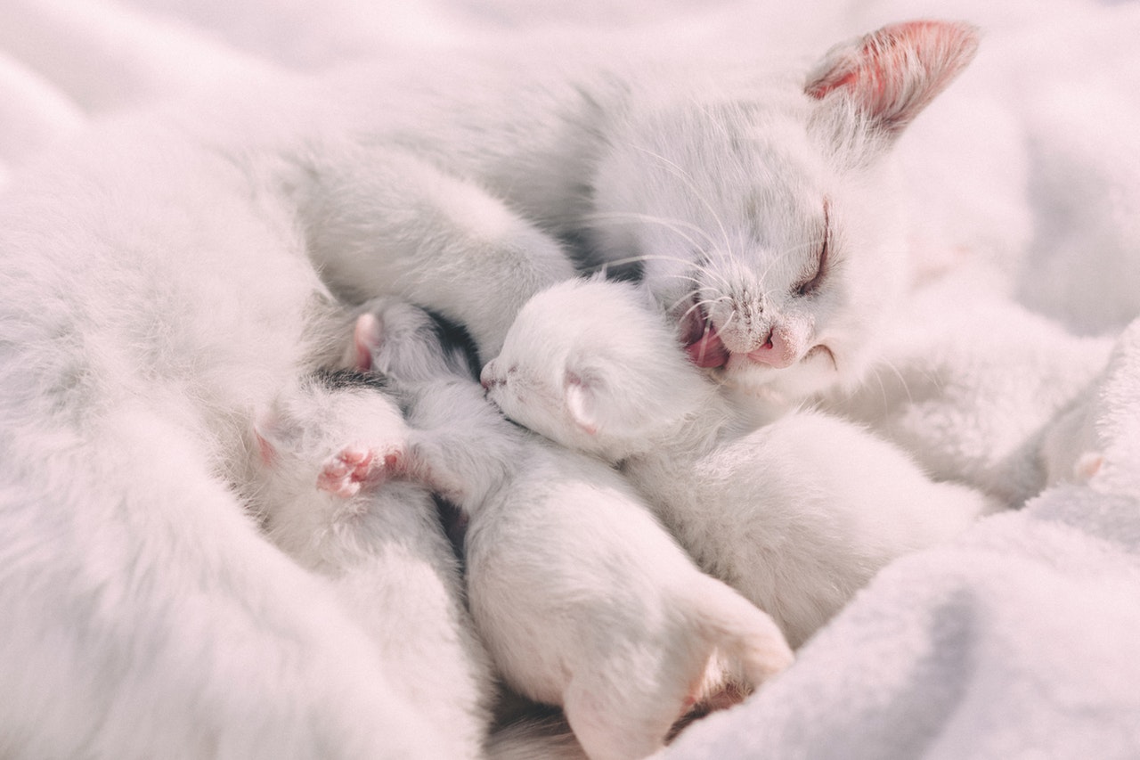 female cat can produce a lot of kittens during her lifetime