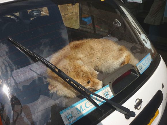poor dog in a car (Geograph)