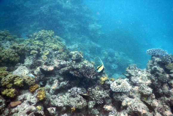 Great barrier reef bleaching by Bex.Walton