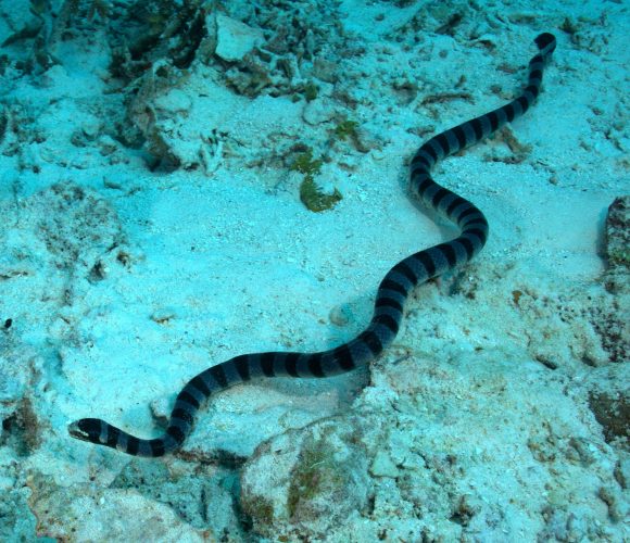 Sea_snake (Wikimedia Commons)