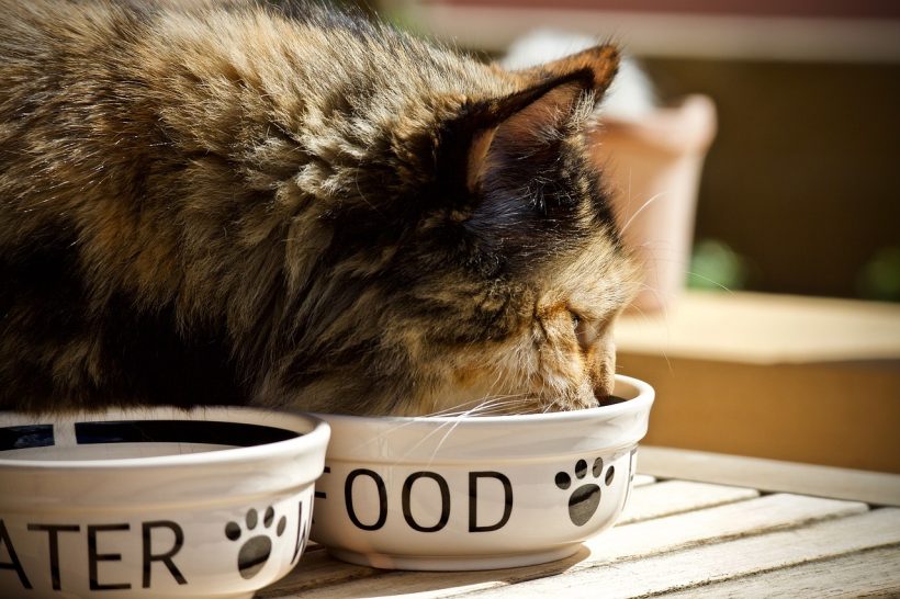 Pet Owners Can Now be More Eco-Friendly With Sustainable Pet Food Packaging