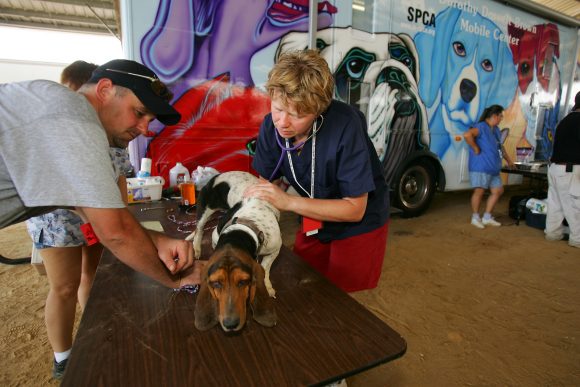 dog treated after hurricane